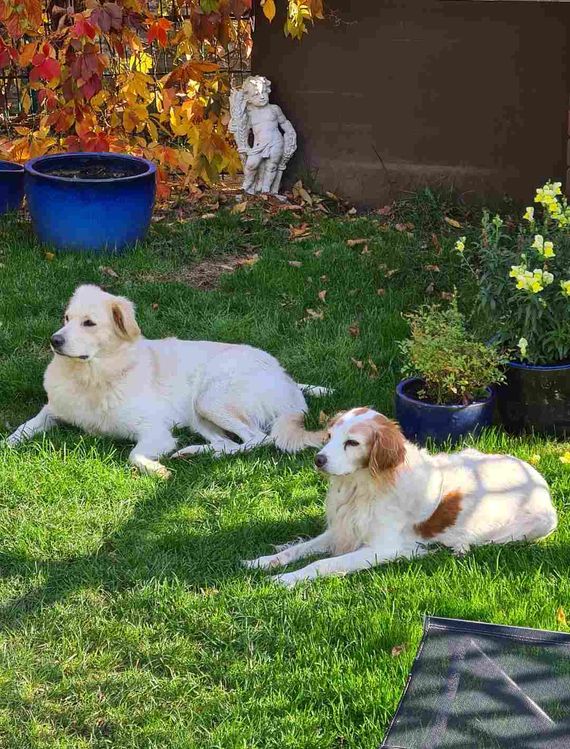 Bella & Lotti