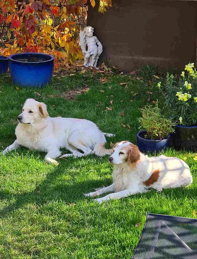 Bella & Lotti